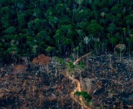 Brazil as a Bastion in the Protection of the Amazon: How Deforestation Directly Affects Food Security in Latin America