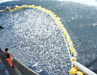 Towards the WTO 13th Ministerial (Fisheries) in Abu Dhabi